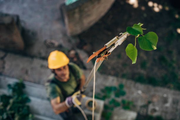 Tree Health Inspection in Sanford, ME